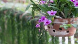 Orchid Farm