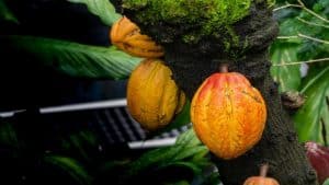Cocoa Trees