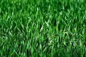 Mosquito Control Mistakes