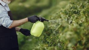 Lawn Care Services
