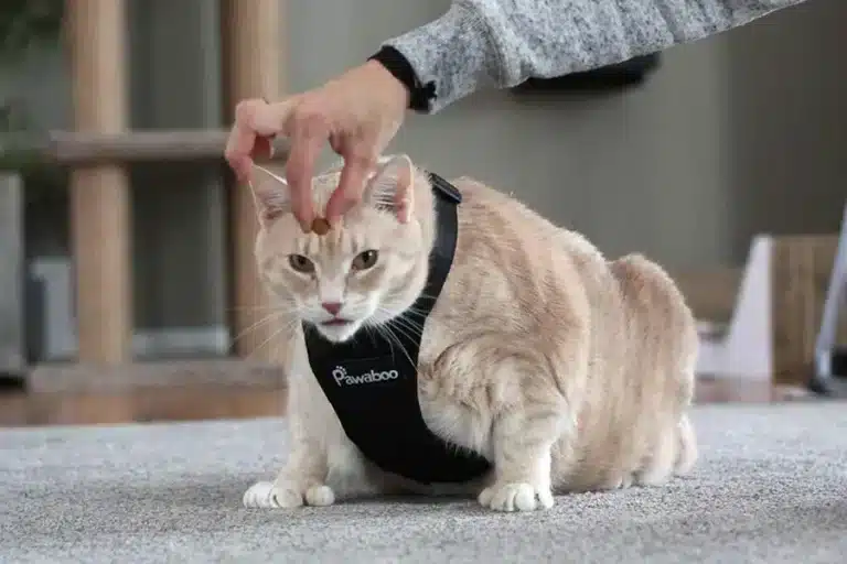 Kitten Harness And Leash Buying Guide: What To Actually Look For Kitten Harness
