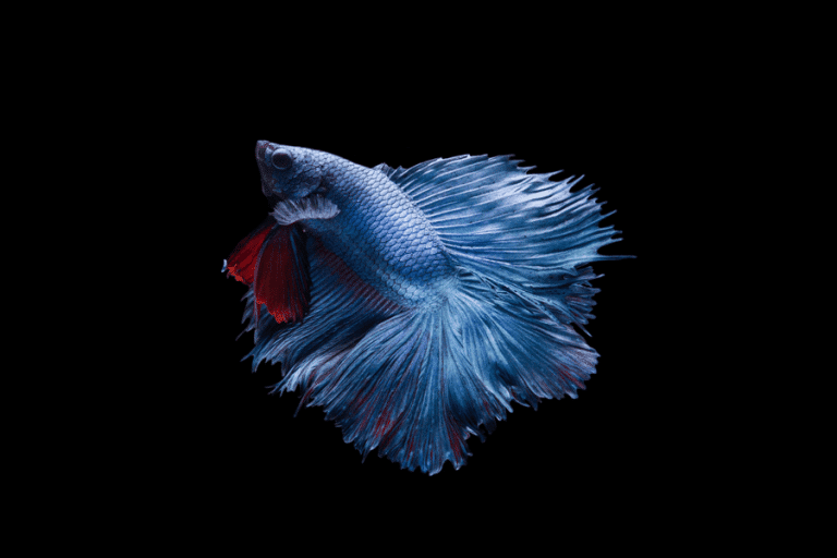 Wild Betta Fish