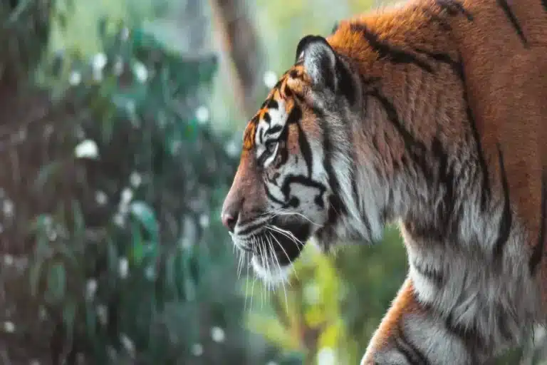 10 Fascinating Animal Facts That Will Change the Way You See the Natural World Animal Facts