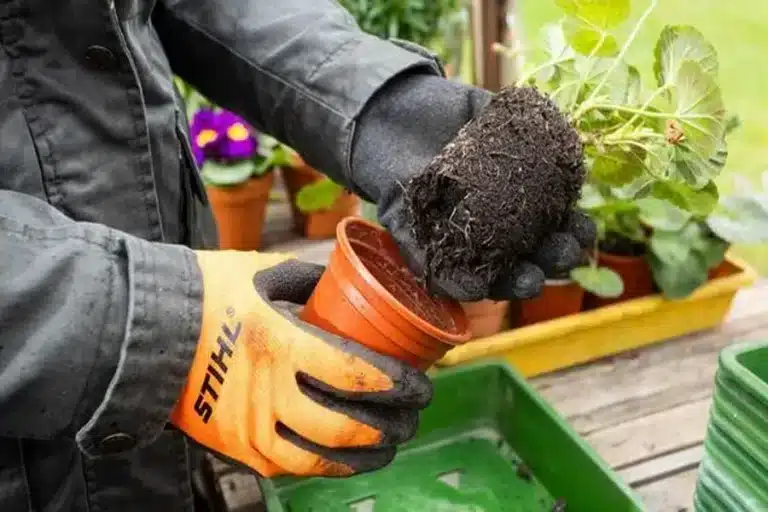 Top 8 Garden Problems Britons Ignore for Too Long 8 Garden Problems